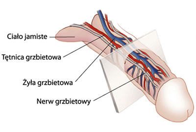 Budowa prącia